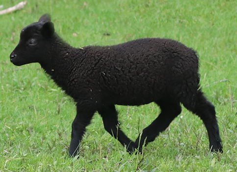 lamb26